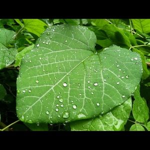 Meet your Posher, Althea